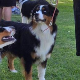 Sug - Black tri-color female Australian Shepherd puppy in Waddell, Arizona from Winsome Aussies