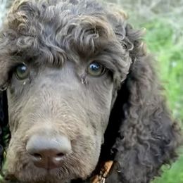 Chance, Boy 5 orange - Brown Poodle puppy in Madison, Wisconsin from KB Standard Poodles