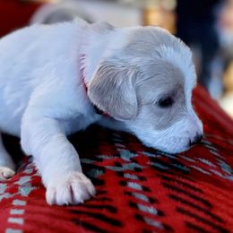 Hermione- Baby Pink Collar - Parti female Assorted Doodle Crosses puppy in Norfolk, Virginia from Móraí’s Doodles
