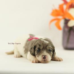 Contessa (Pink Collar Female) - Merle female Cavapoo puppy in Republic, Missouri from Red Skye Puppies