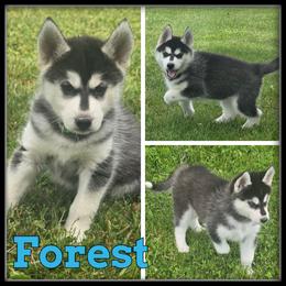Forest - Black and white male Siberian Husky puppy in Merrill, Michigan from Haase Family Kennels