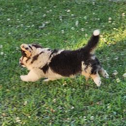 Fluffy Blue merle boy - Black and tan male Pembroke Welsh Corgi puppy in Tennessee from Voneida Collies & Corgis
