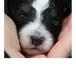 Cavalier King Charles Spaniel and Cavapoo Puppies from Simply Sweet Paws