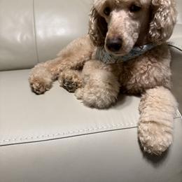 Rousseau - Goldendoodle