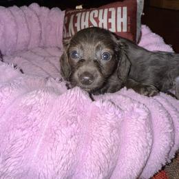 Karson - Blue and cream female Dachshund puppy in Fort Worth, Texas from Louis' Litters