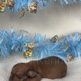 Boy 2 - Sable male Dachshund puppy in Brandon, Mississippi from A & N Kennels