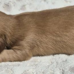 Nibblet AKC Chocolate base longhaired Shaded cream mini - Cream female Dachshund puppy in Las Cruces, New Mexico from The Dachshund Den
