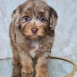 Aussiedoodle puppies from Jam's Doodles And Poodles