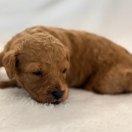 Lucky - male Cavapoochon puppy in Newington, Connecticut from Forever Puppies 4U