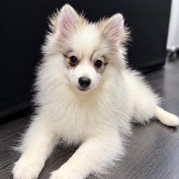 Colt - Gray and white male Pomsky puppy in La Verne, California from Red Cedar Pomskies