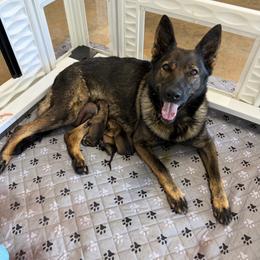 Female 1 - Sable female German Shepherd puppy in Cherryville, North Carolina from Masky Kennel