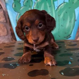 Chocolate Kiss - Chocolate and tan female Dachshund puppy in Hawley, Texas from Foxy’s Dachshunds & Toy Aussies