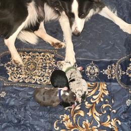 Border Collie puppies from Sherry's Border Collies