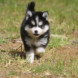 Big Cheese - Black and white male Pomsky puppy in Coos Bay, Oregon from Ocean View Pomskies