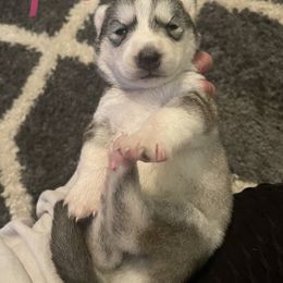 Siberian Husky Puppies from Alexandra's Siberian Huskies