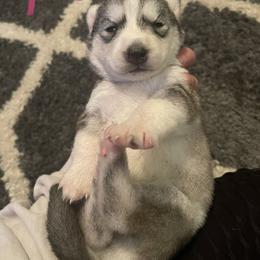 Siberian Husky Puppies from Alexandra's Siberian Huskies