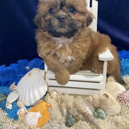 Shih Tzu Puppies from LaDawn’s Little Lions