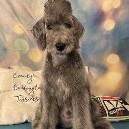 Bedlington Terrier puppies from LAMZ Bedlington Terriers