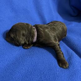 Boy 5 - Liver male Boykin Spaniel puppy in Stapleton, Alabama from Taensas Boykins