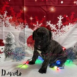 Perro de Presa Canario Puppies from Mesquite Creek Kennels