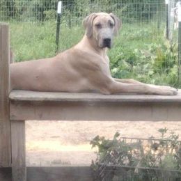 Secret - Great Dane