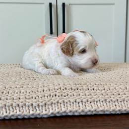 Arcadia - Parti female Goldendoodle puppy in Mesa, Arizona from Twinkle MiniDoodles