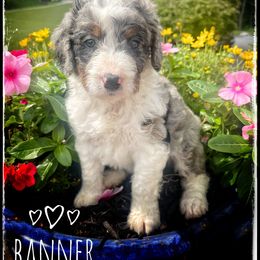 Assorted Doodle Crosses, Aussiedoodle, and Australian Shepherd Puppies from Faith, Feathers & FurBabies