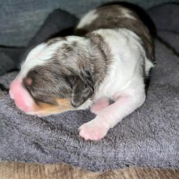 Crumpet - Merle male Bernedoodle puppy in Los Angeles, California from Bernied00dle Love