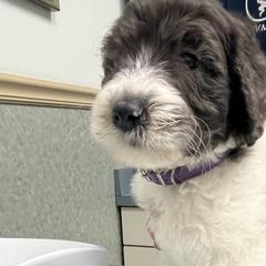 Noel - Goldendoodle puppy in West Virginia from Sweet Baby Doodles