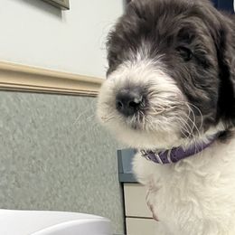 Noel - Goldendoodle puppy in West Virginia from Sweet Baby Doodles