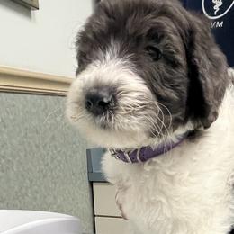 Noel - Goldendoodle puppy in West Virginia from Sweet Baby Doodles