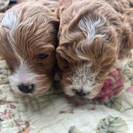 Girl pick 1 - female Cavapoochon puppy in Clementon, New Jersey from PitterPatterPuppiesNJ