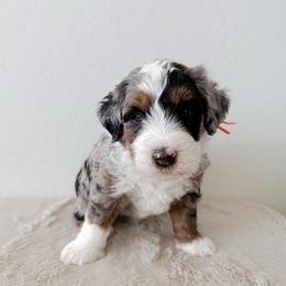 Thunder - Merle male Bernedoodle puppy in Apache Junction, Arizona from Coffey House Doodles