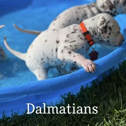 Dalmatian Puppies from Louisiana Roux Dalmatians