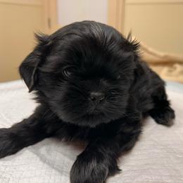 Sky - Black male Shih Tzu puppy in Kodak, Tennessee from Cutshall Babies