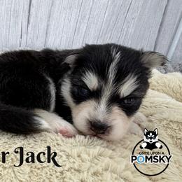 Pepper Jack - Black and white male Pomsky puppy in Eastman, Georgia from Once Upon A Pomsky