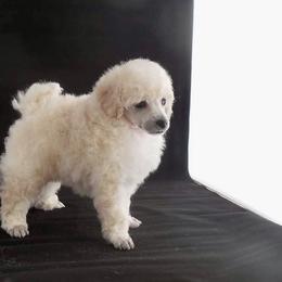 Poodle Puppies from Adagio Toy Poodles