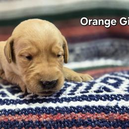 Girl 4 - Yellow female Labrador Retriever puppy in Potosi, Wisconsin from Point and Flush Gun Dogs