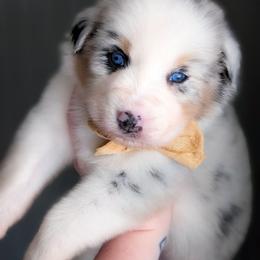 Oatmeal - Blue merle male Australian Shepherd puppy in Georgetown, Texas from River Reign Australian Shepherds