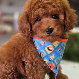 Sushi - Red male Maltipoo puppy in San Diego, California from Maltipoos SD