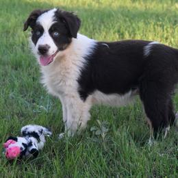 VORTEX - Red & white male Australian Shepherd puppy in San Tan Valley, Arizona from Mott Ranch - Blazin' Sun Aussies