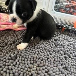 Boston Terrier Puppies from Mid-Michigan Boston Terriers