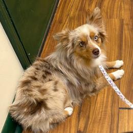 Toy Australian Shepherd puppies from Dixie Roots Ranch