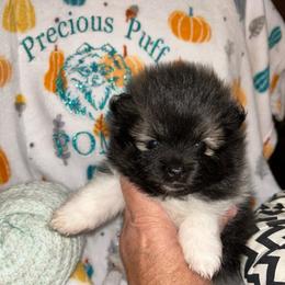 Cedar - Black and brindle female Pomeranian puppy in Zavalla, Texas from Precious Puff Poms