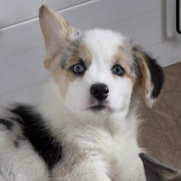 Athena - Blue female Pembroke Welsh Corgi puppy in Duarte, California from Duarte Pups