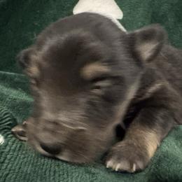 Holly - Black tri female Toy Australian Shepherd puppy in Morganfield, Kentucky from 4T Toy and Mini Australian Shepherds