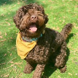 Australian Labradoodles from TaylorMadeDoodles