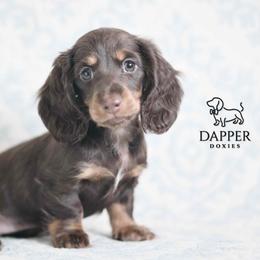 Journey - Chocolate and tan female Dachshund puppy in Brooksville, Florida from Dapper Doxies