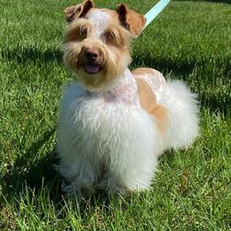 Reba - Miniature Schnauzer