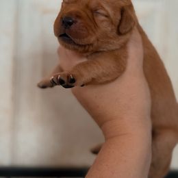 Girl 3 - Yellow female Labrador Retriever puppy in Okmulgee, Oklahoma from Rustic Creek Labradors